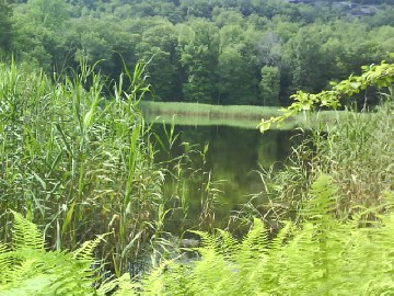 Campsite Wildlife Pond Delaware Water Gap.jpg